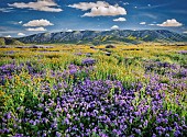 Devils Lettuce or Fiddleneck, Amsinckia tessellata, and purple Fremonts Phacelia, Pacelia fremontii, Carrizo Plain National Monument, California, USA.