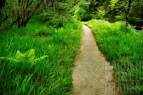 Path_througn_wood_next_to_Ballynahinch_River_County_Galway_Ireland