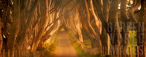 The_Dark_Hedges_Rural_Beech_tree_lined_road_in_County_Antrim_Ireland