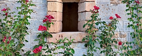 Roses_against_stone_wall_with_window_Castello_di_Amorosa_Napa_Valley_California_USA