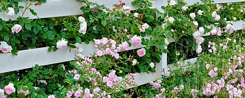 Tropical_Twist_Miniature_Rose_and_larger_Eden_Rose_on_fence_at_Heirloom_Gardens_St_Paul_Oregeon_USA