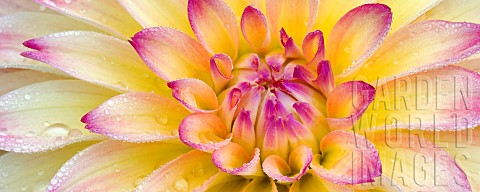 Dahlia_September_Morn_Close_up_showing_pattern_and_water_droplets