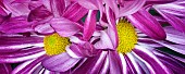 Chrysanthemum, Close up of pink coloured flowers.