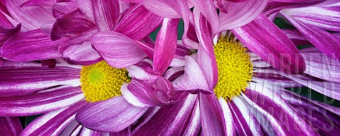Chrysanthemum_Close_up_of_pink_coloured_flowers