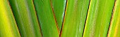 Close up of Travellers Palm. Hawaii, The Big Island.