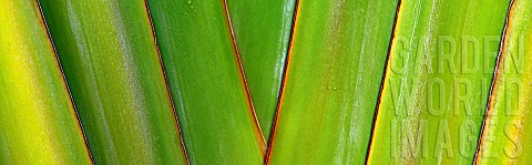 Close_up_of_Travellers_Palm_Hawaii_The_Big_Island