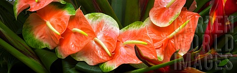 Anthurium_Colourful_tropical_flower_display
