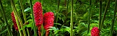 Beehive Ginger, Zingiber spectabile, Hawaii Tropical Botanical Gardens, Hawaii, USA.