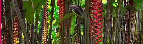 Heliconia_longissima_Red_Wings_Colourful_plant_growing_outdoor_The_Big_Island_Hawaii_USA