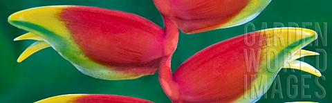 Heliconia_Heliconia_rostrata_Detail_of_the_Hanging_Lobster_Claw_growing_outdoor_in_the_wild_St_John_