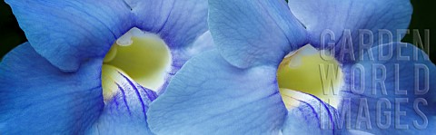 Purple_Allamanda_Close_up_of_blue_coloured_flowers