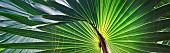 Palm, Bizmarkia Palm, Close up showing detailed pattern, St John, Virgin Islands.
