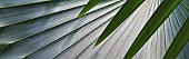 Palm, Bizmarkia Palm, Close up showing detailed pattern, St John, Virgin Islands.