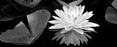 Liliy, White water lily and reflection.