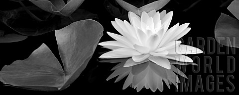 Liliy_White_water_lily_and_reflection