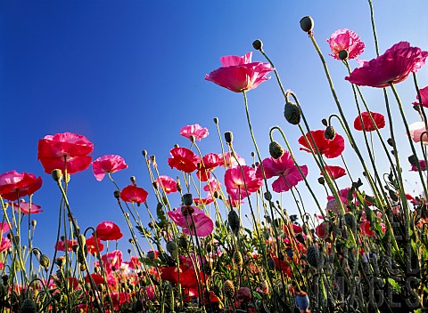 Poppy_Papaver_View_from_ground_up_at_red_coloured_flowers_against_blue_sky