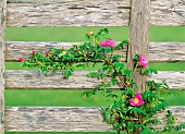 Rose, Wild rose, Rosa nukana, and old fence, Oregon, USA.