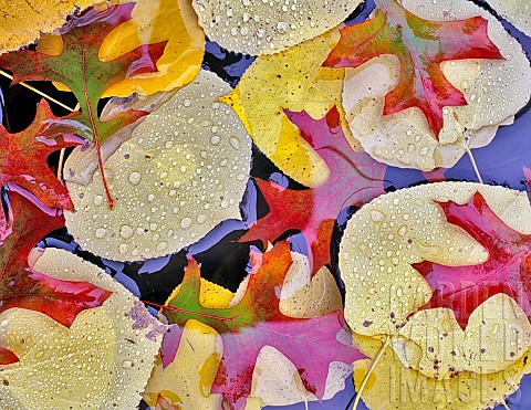 Oak_Autumnal_colours_of_Aspen_and_Oak_leaves_in_pond_near_Alpine_Oregon_USA