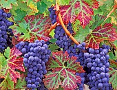 Grape, Vitus vinifera, Close up of Cabernet Sauvignon grapes and vine leaves with dew.