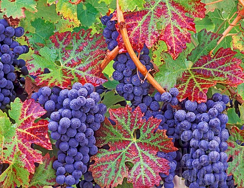 Grape_Vitus_vinifera_Close_up_of_Cabernet_Sauvignon_grapes_and_vine_leaves_with_dew