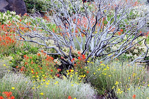 Wildflowers_and_burned_manzanita_bush_three_years_after_wildfire_Mostly_Ceonothus_snowbush_and_India