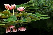 Lily, Water Lily, Three pink flowers reflected in pond.