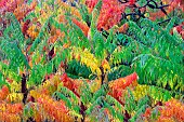 Sumac, Cutleaf Sumac, Rhus glabra Laciniata, in autumnal colours, Hoyt Arboretum, Portland, Oregon, USA.
