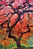 Japanese Maple tree in autumnal colours,  Portland Japanese Gardens, Oregon, USA.