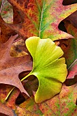 Ginko, Maidenhair tree, Gingko biloba, Single gree leaf among autumnal oak leaves, Wilsonville, Oregon, USA.