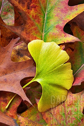 Ginko_Maidenhair_tree_Gingko_biloba_Single_gree_leaf_among_autumnal_oak_leaves_Wilsonville_Oregon_US