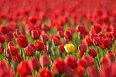 Tulip, Tulipa, Single yellow flower among field of red ones.