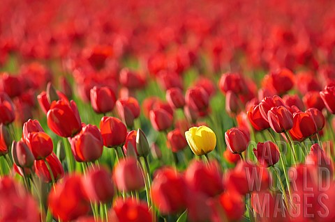 Tulip_Tulipa_Single_yellow_flower_among_field_of_red_ones