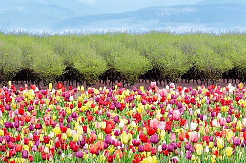 Tulip_Tulipa_Mixed_flowers_and_fruit_orchard_in_spring_Woodburn_Oregon_USA
