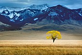 Lone tree in autumnal colour in vast pasture, Montana, USA.