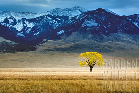 Lone_tree_in_autumnal_colour_in_vast_pasture_Montana_USA