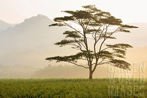 Lone_tree_in_morning_fog_Kauai_Hawaii_USA