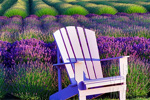 Lavender_Lavandula_Chair_in_field_of_purple_flowers