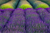 Lavender, Lavandula, Rows of purple flowers.