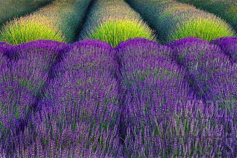 Lavender_Lavandula_Rows_of_purple_flowers