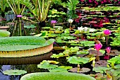 Tropical water lilies, Hughes water gardens, Oregon, USA.