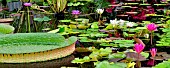 Tropical water lilies, Hughes water gardens, Oregon, USA.