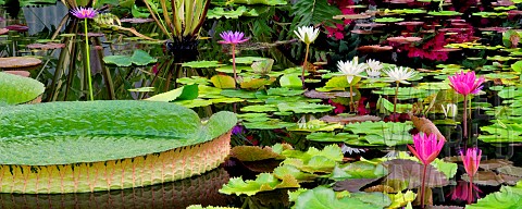 Tropical_water_lilies_Hughes_water_gardens_Oregon_USA