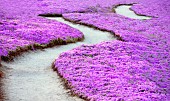 Purple ice plant blossoms and path, Pacific Grove, California, USA.