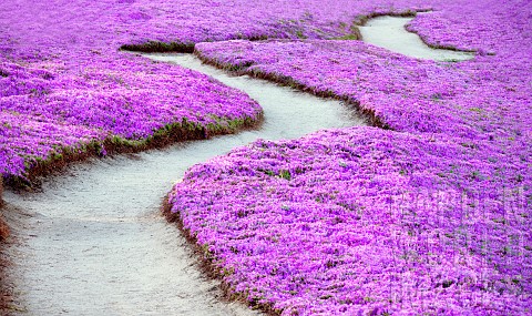 Purple_ice_plant_blossoms_and_path_Pacific_Grove_California_USA
