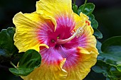 Close up of Hibiscus flower, Kauai, Hawaii, USA.