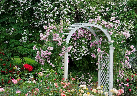 Arch_with_climbing_roses_Heirloom_Gardens_St_Paul_Oregon_USA
