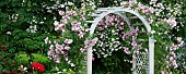 Arch with climbing roses, Heirloom Gardens, St Paul, Oregon, USA.
