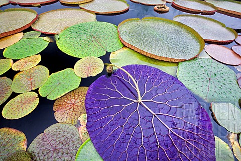 Close_up_of_Eurgale_Ferox_tropical_waterlily_leaf_turned_upside_down_Hughes_Water_Gardens_Oregon_USA