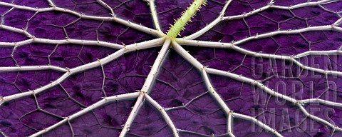 Close_up_of_Eurgale_Ferox_tropical_waterlily_leaf_turned_upside_down_Hughes_Water_Gardens_Oregon_USA