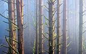 Sitka Spruce trees in fog, Samuel H Boardman State Scenic Corridor, Oregon, USA.